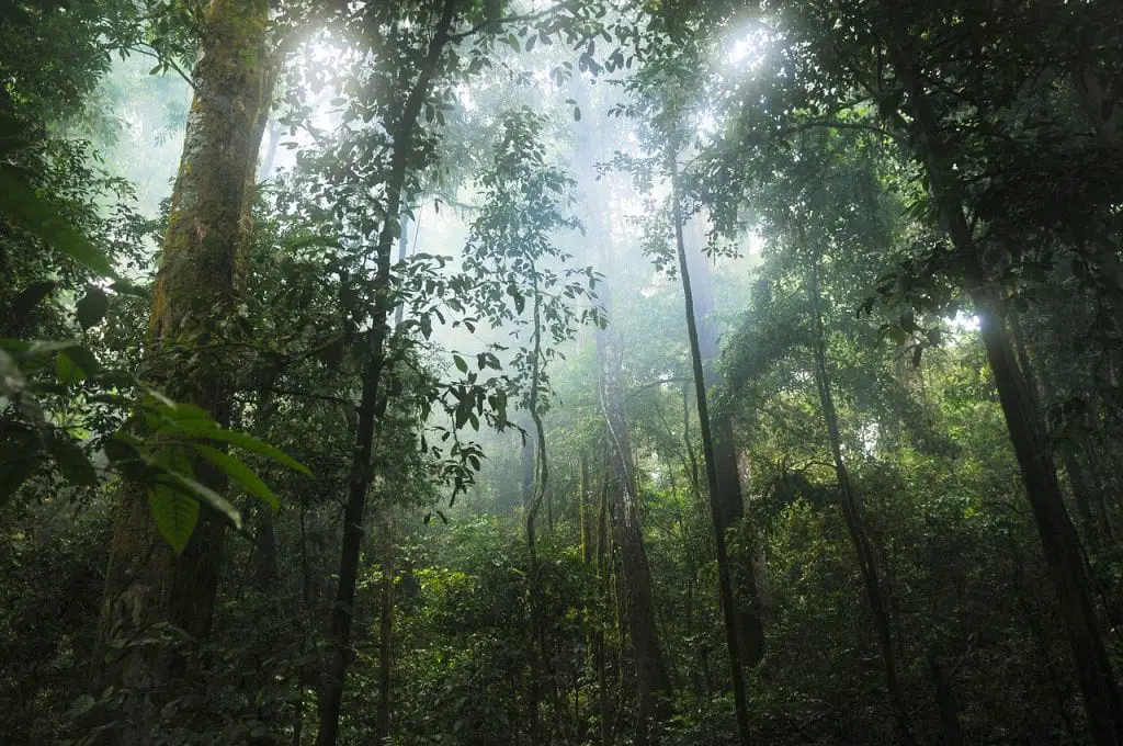 Luang Namtha Laos is the best place for jungle trekking in Southeast Asia.