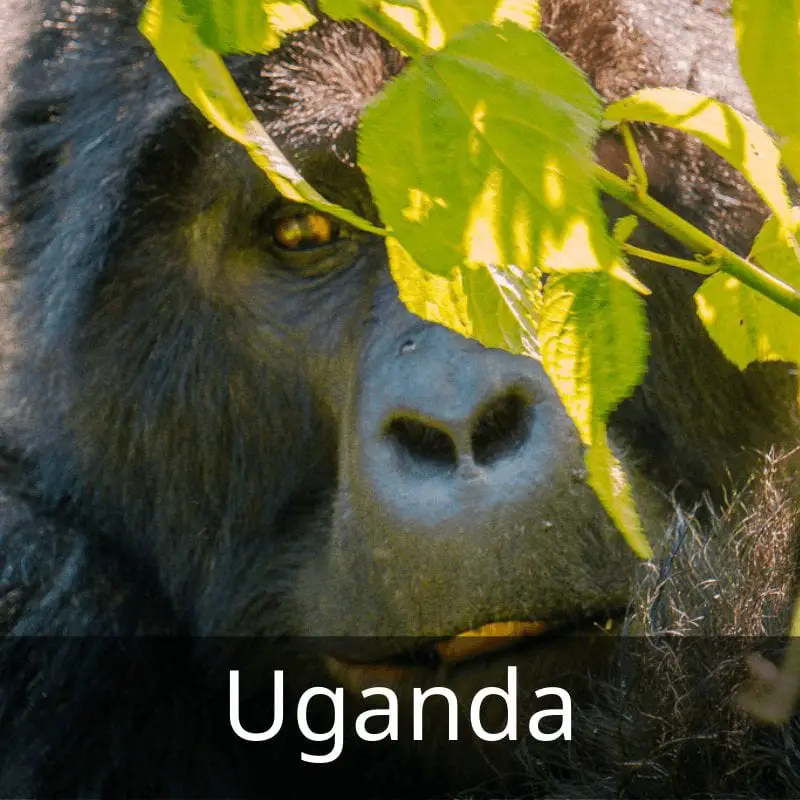 Uganda travel guide - gorillas and more