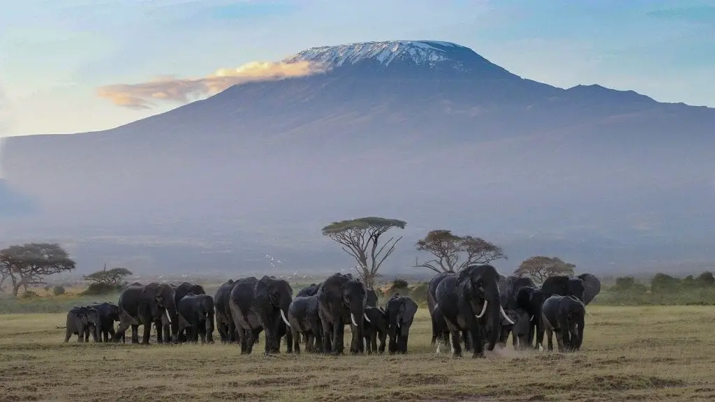 Add Amboseli National Park to a Kenya 7 day itinerary to see the country's best landscapes.