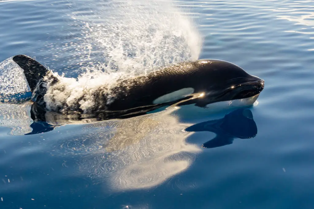 Best Whale-Watching on the Oregon Coast - Where to Stay, When to Go and  Tours to Book | Meredith Lodging