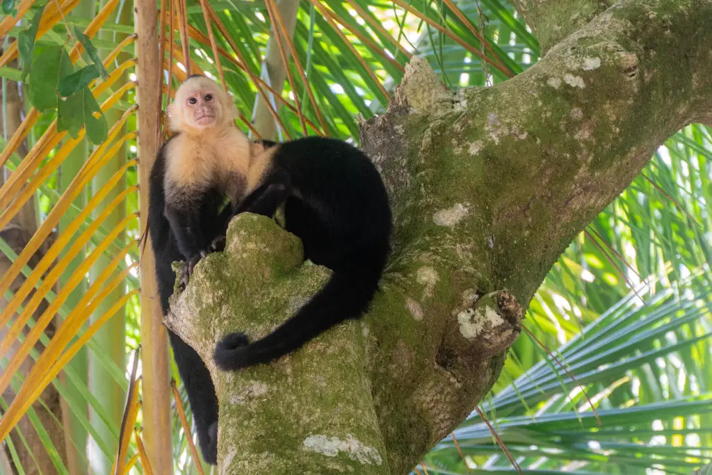 Capuchin on Manuel Antonio Beach in Costa Rica