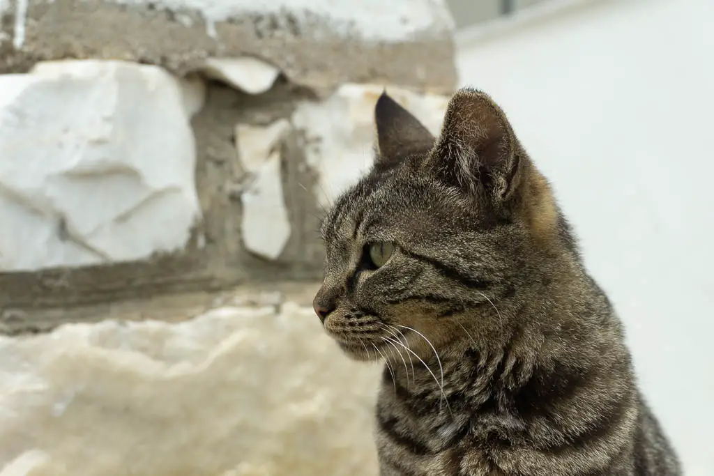 A cat on the Greek islands
